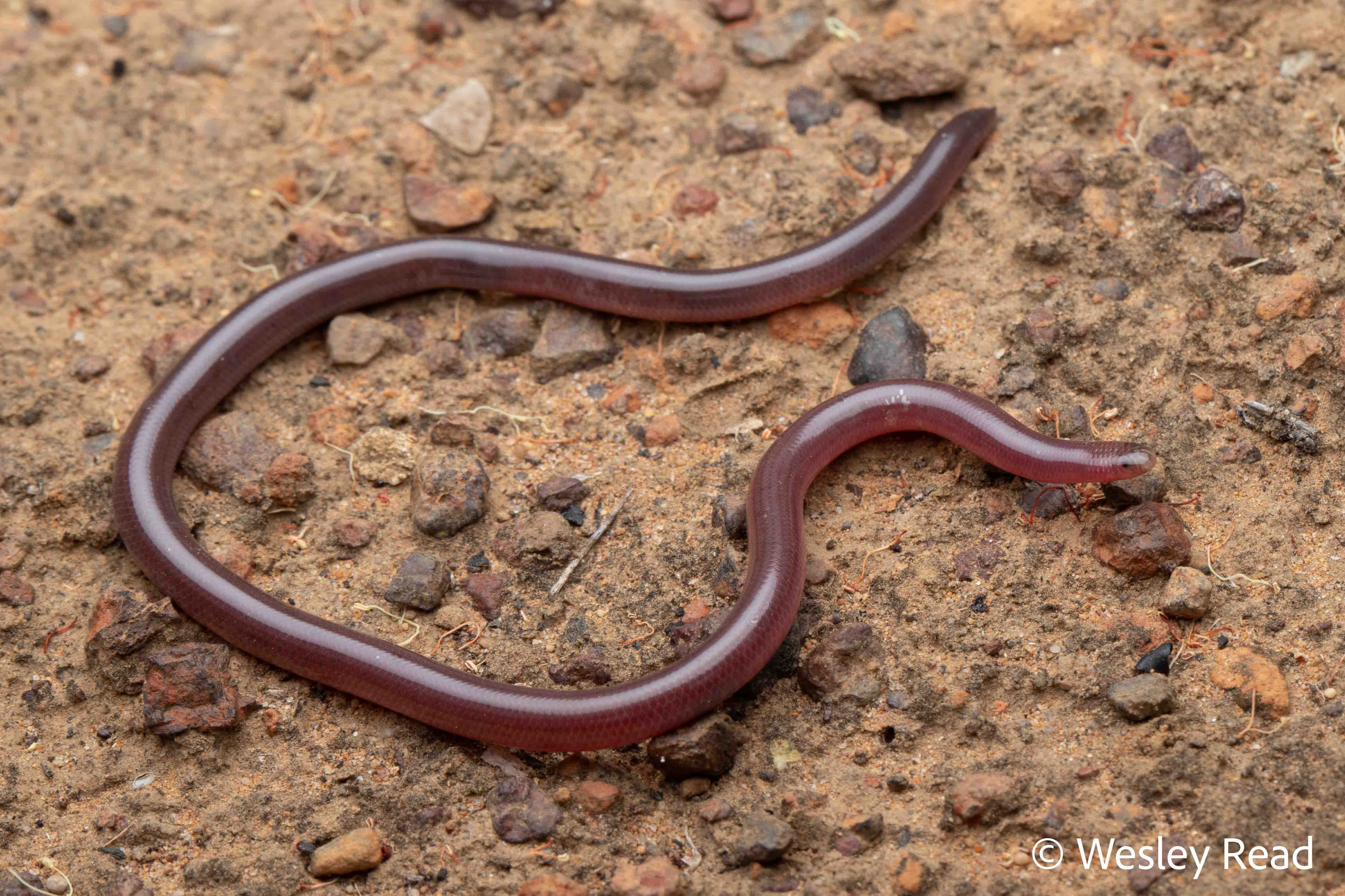 Ramphotyphlops diversus