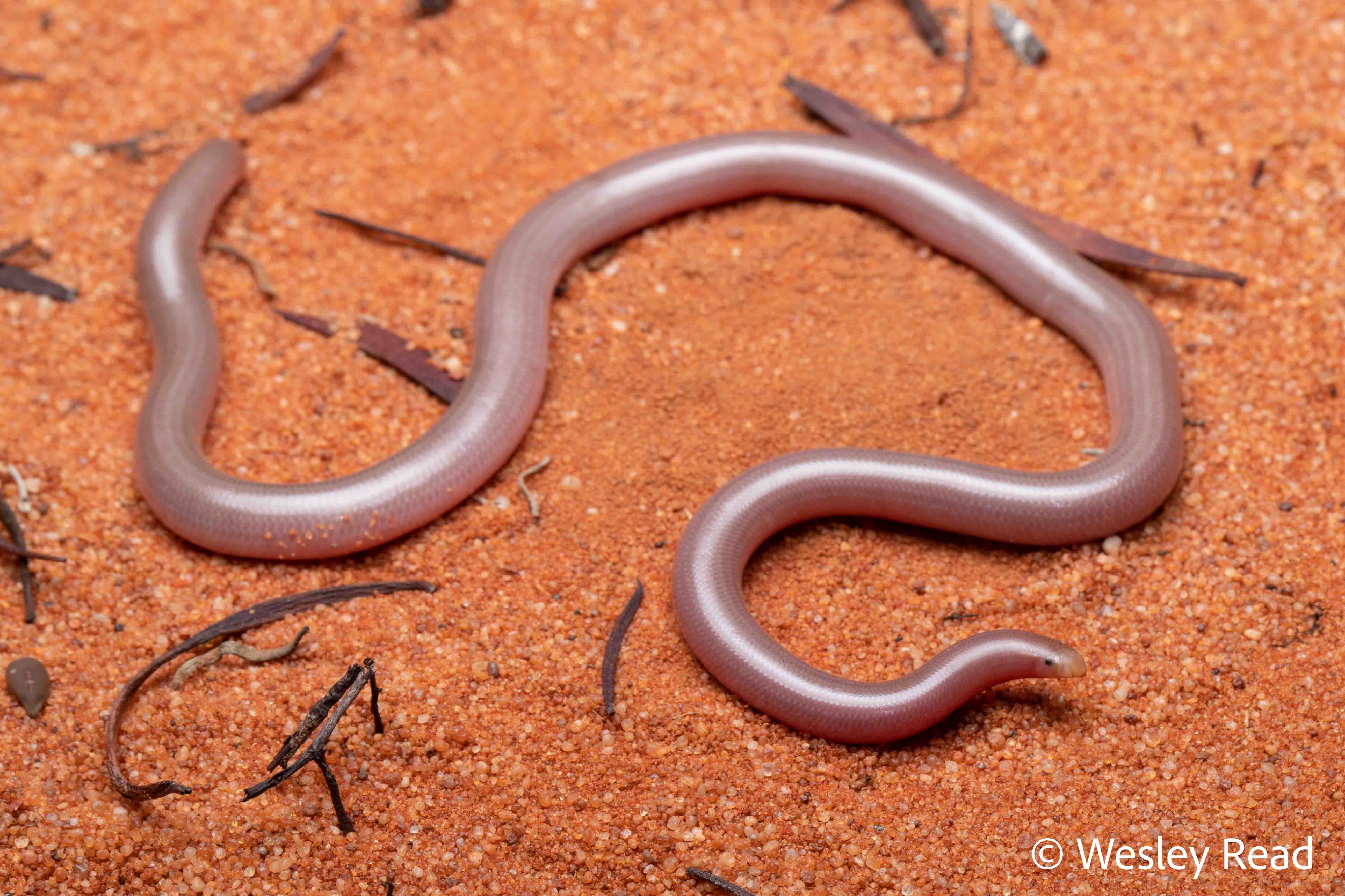 Ramphotyphlops endoterus