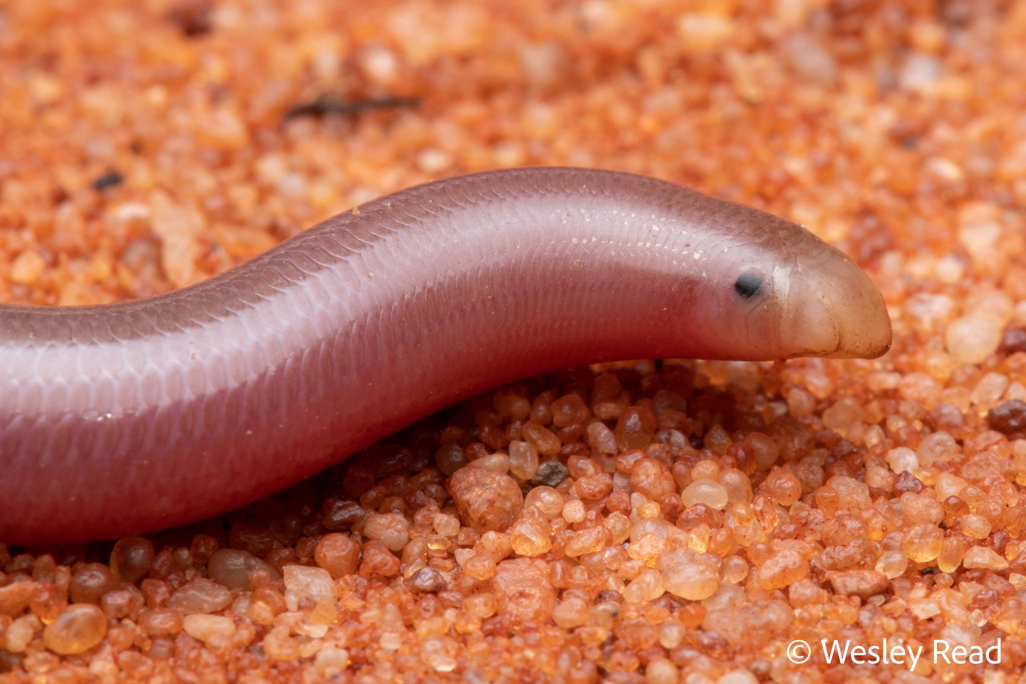 Ramphotyphlops endoterus