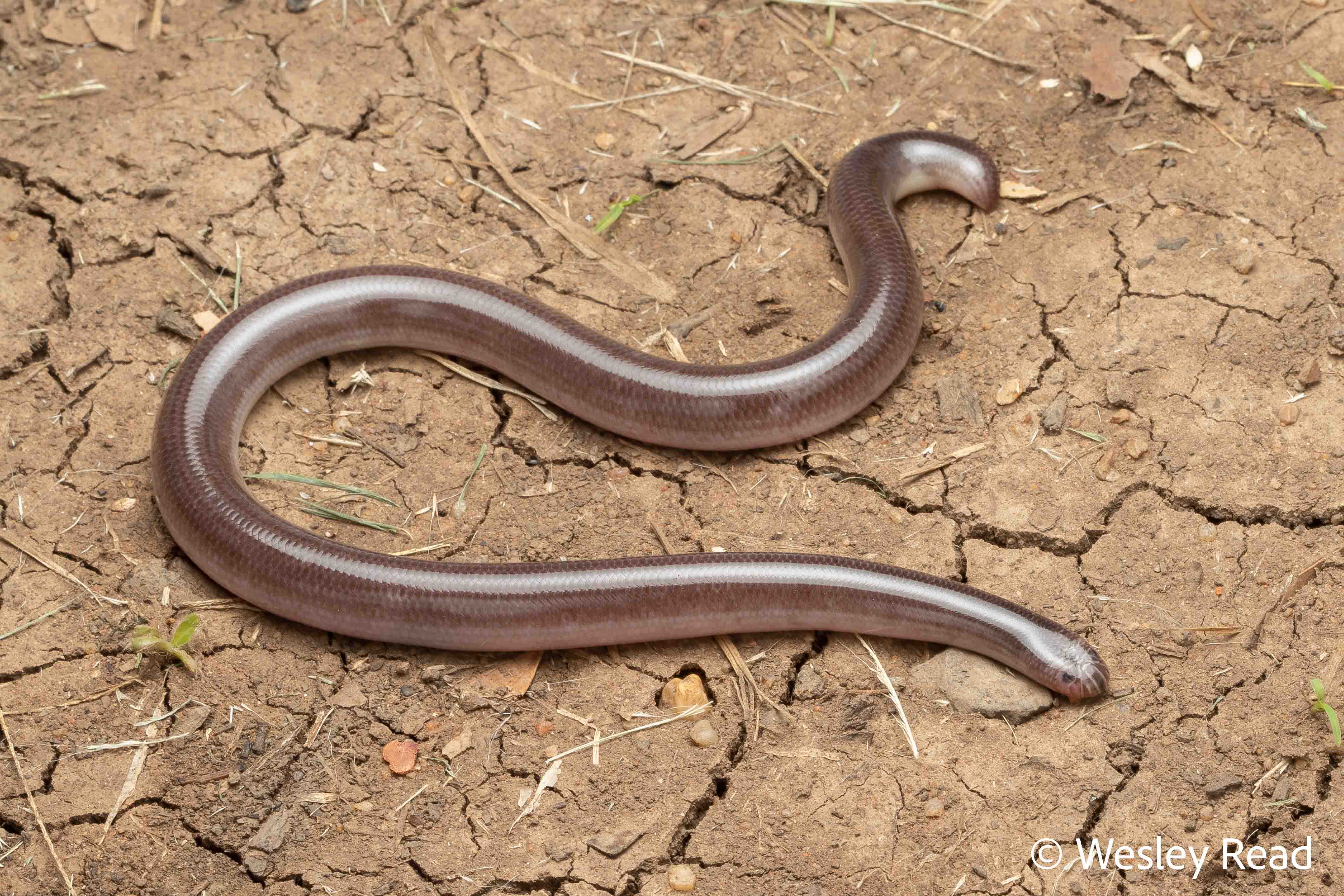Ramphotyphlops ligatus