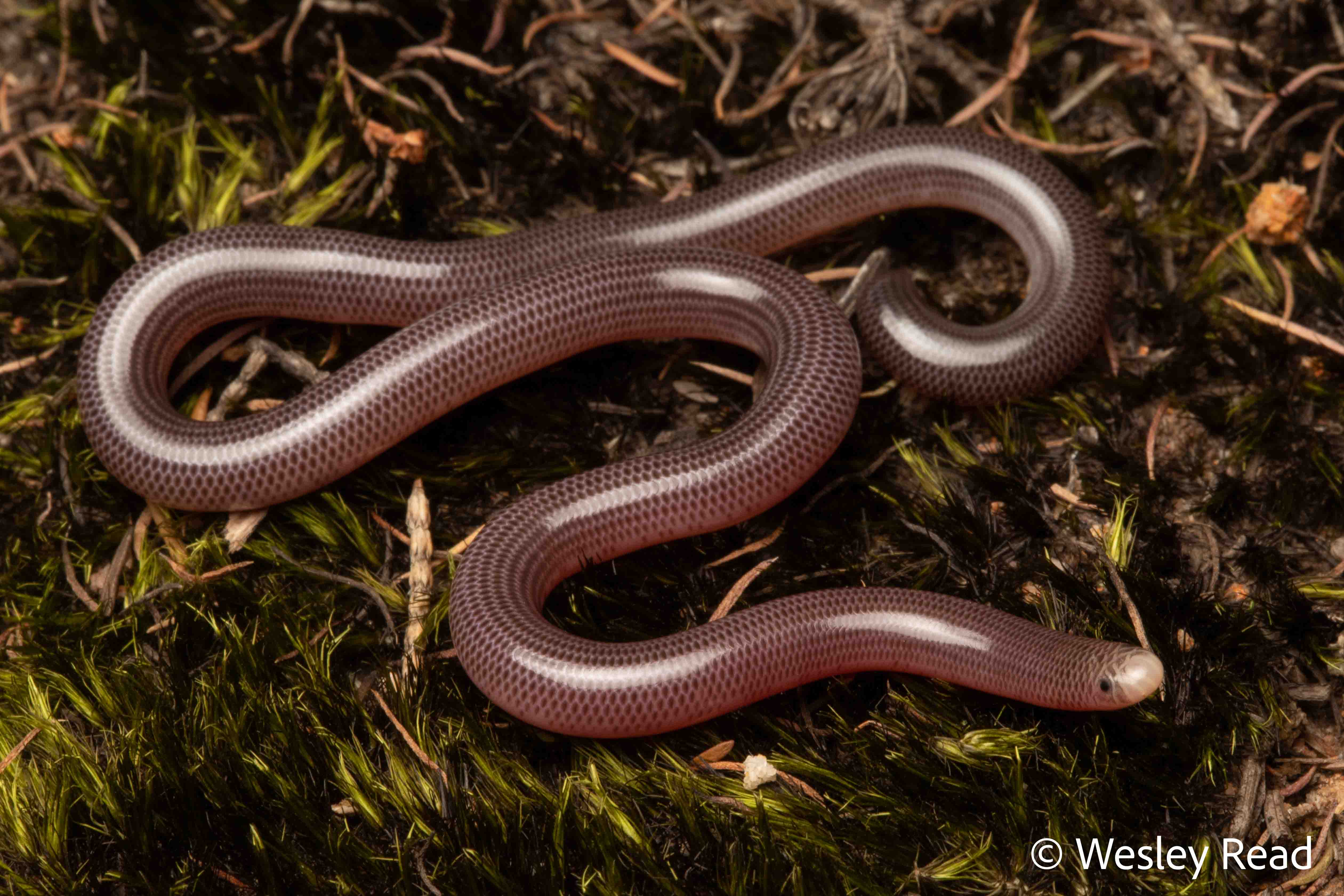 Ramphotyphlops nigrescens