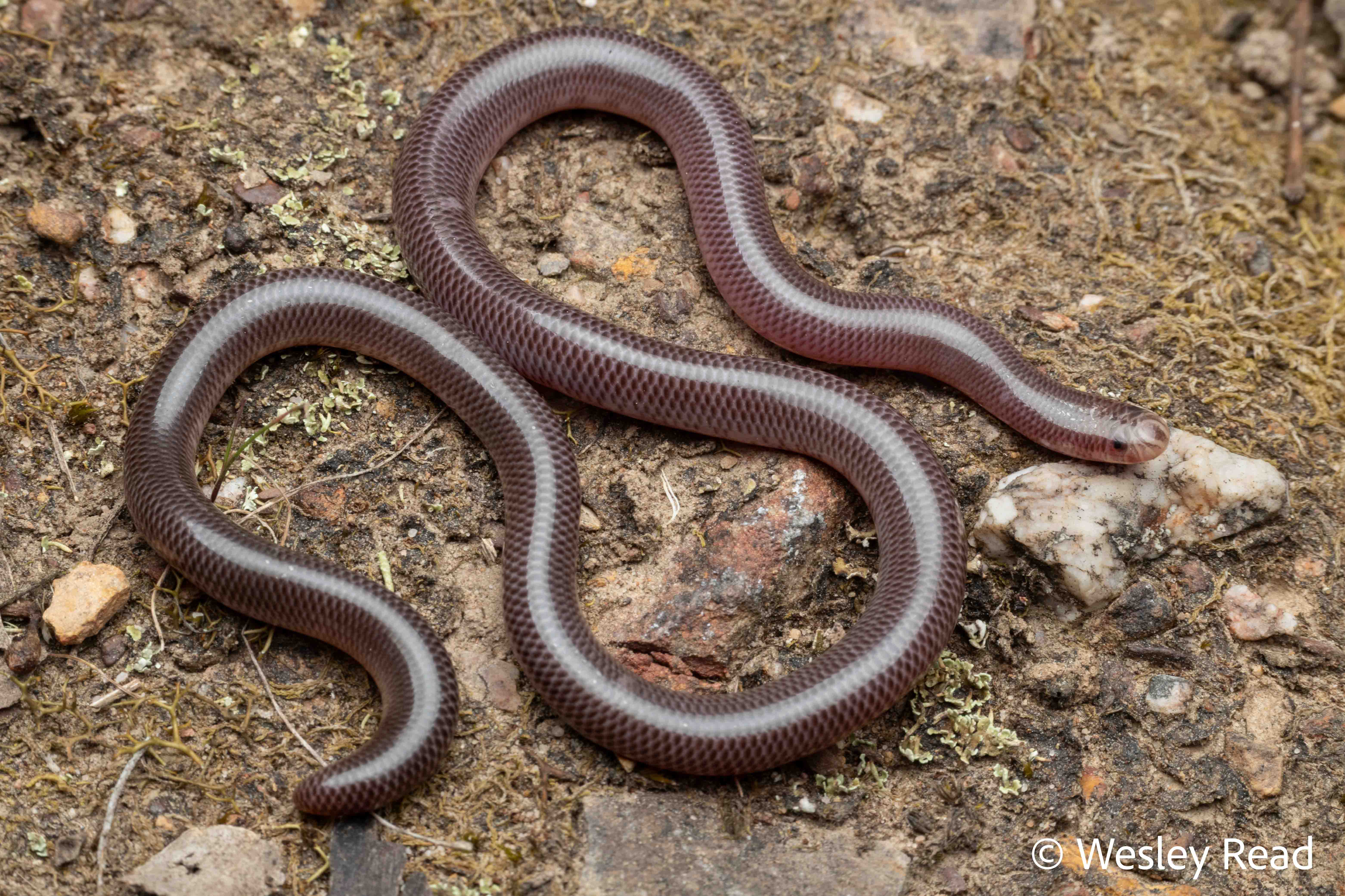 Ramphotyphlops nigrescens