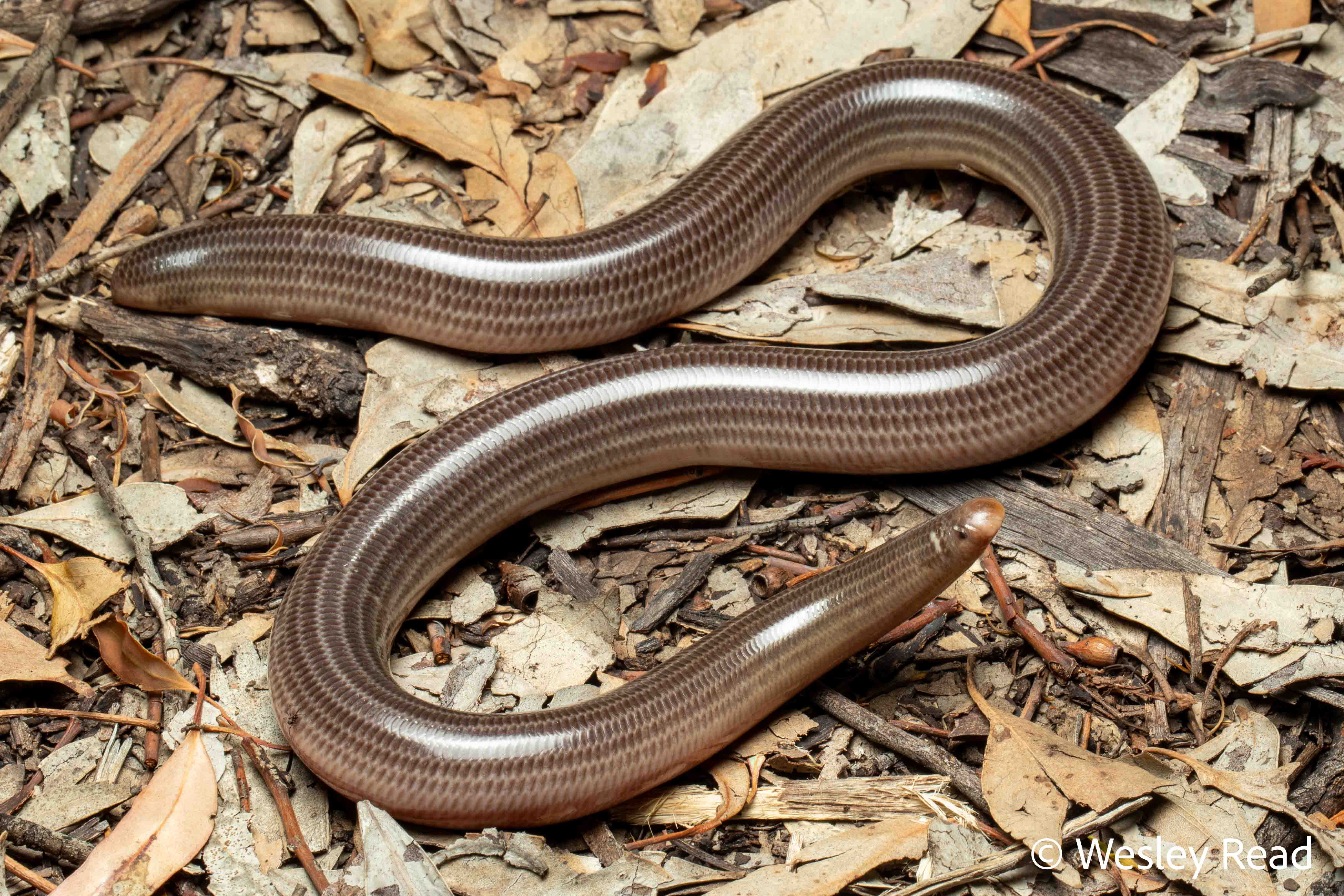 Ramphotyphlops proximus