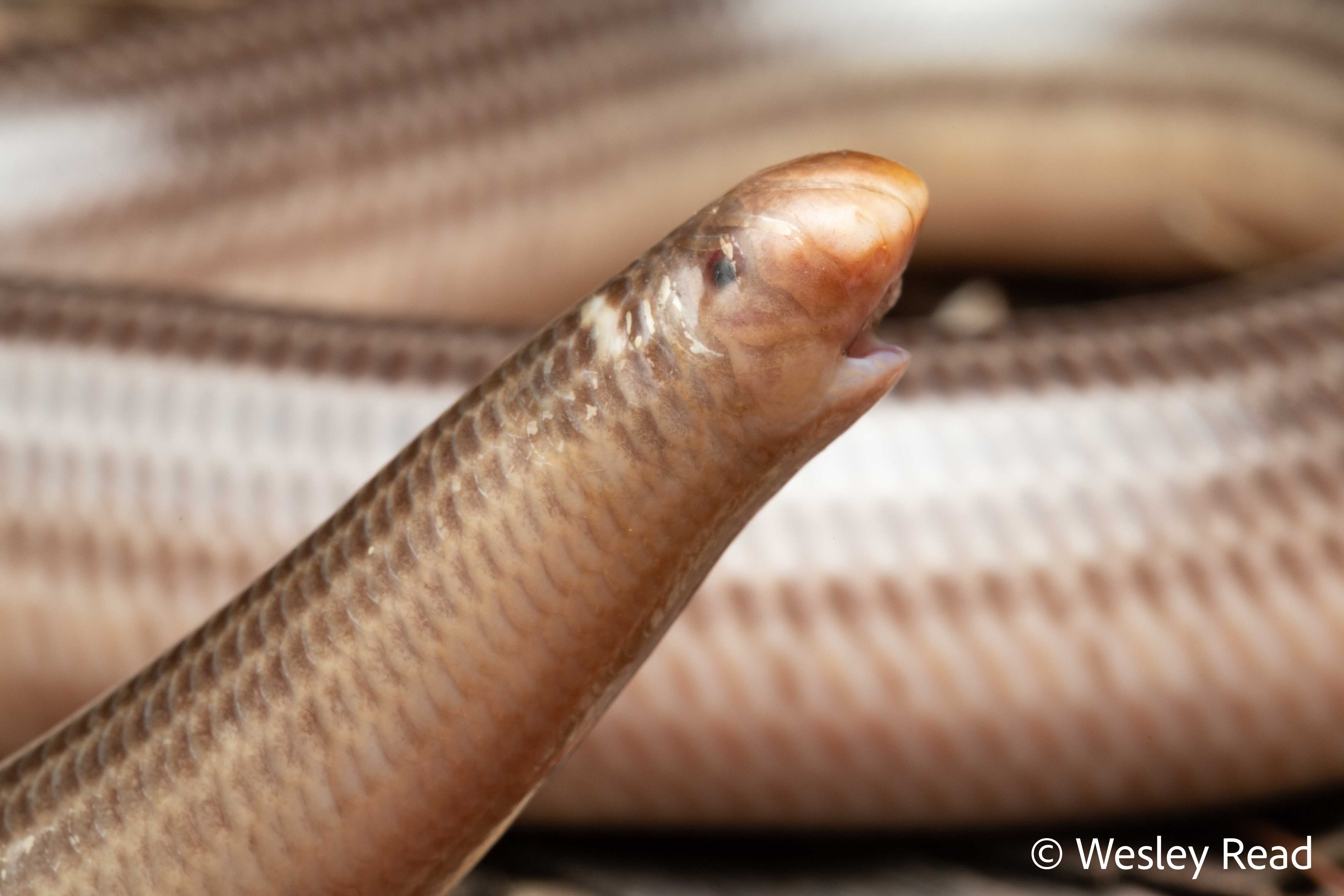 Ramphotyphlops proximus