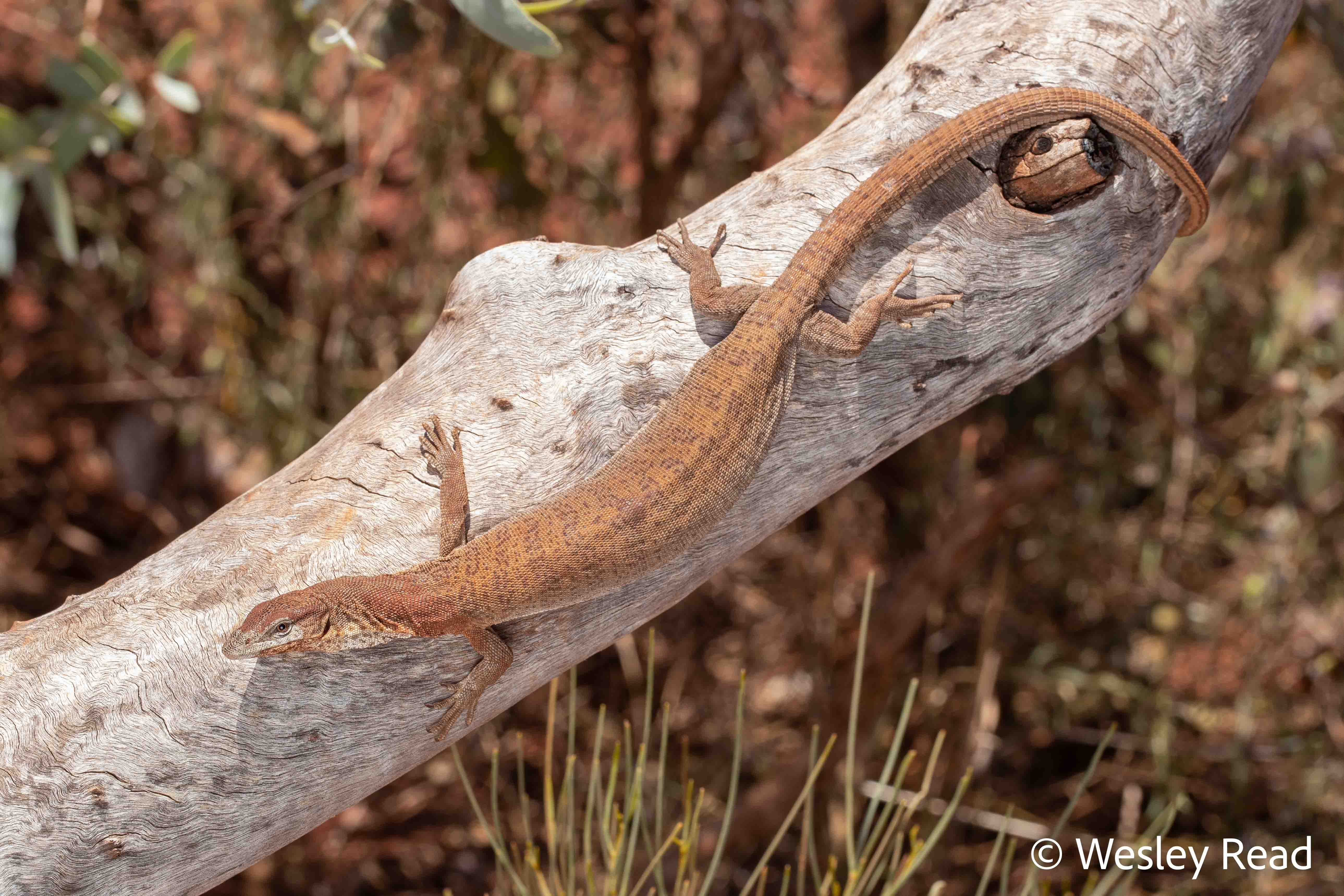 Varanus bushi