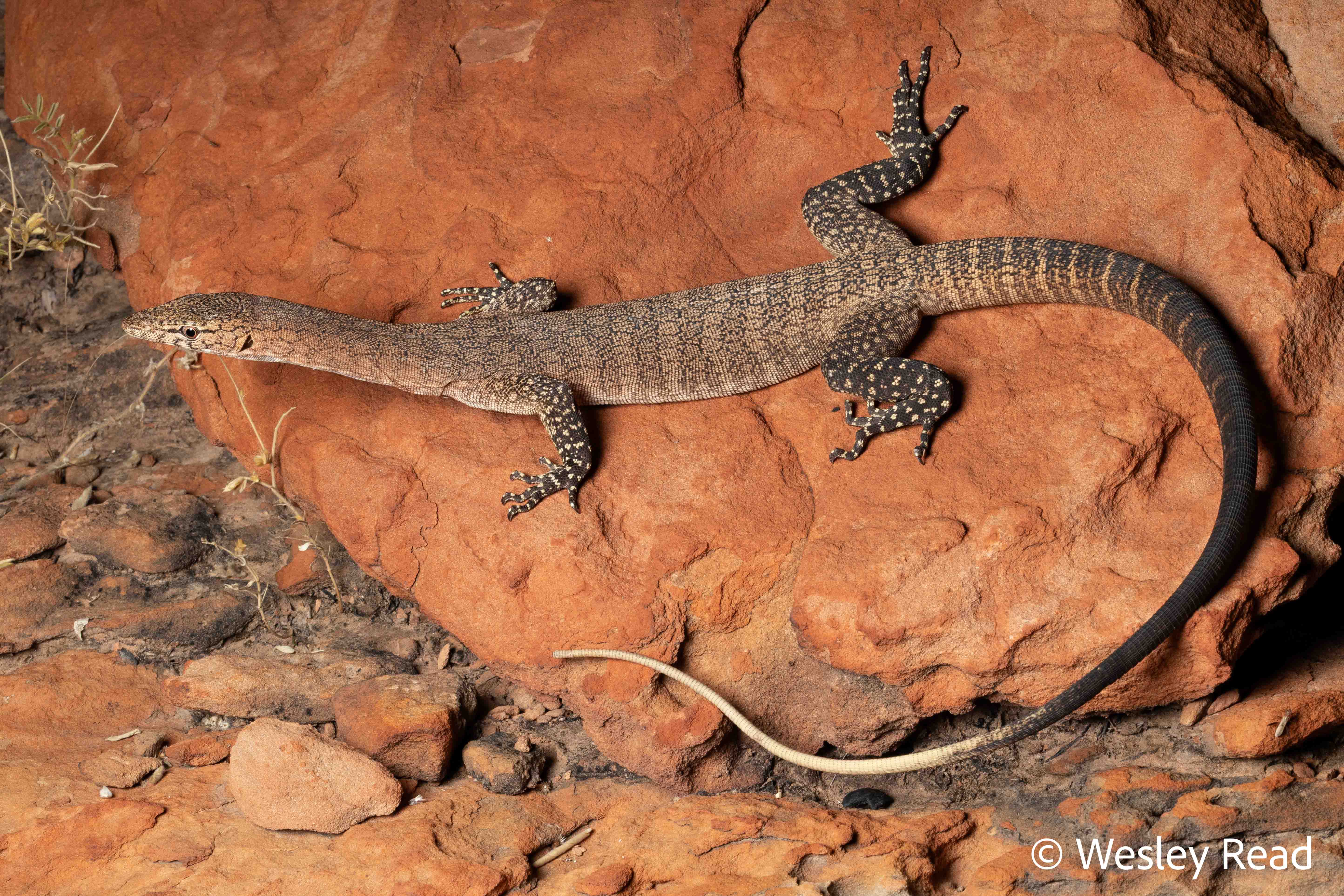 Varanus glebopalma
