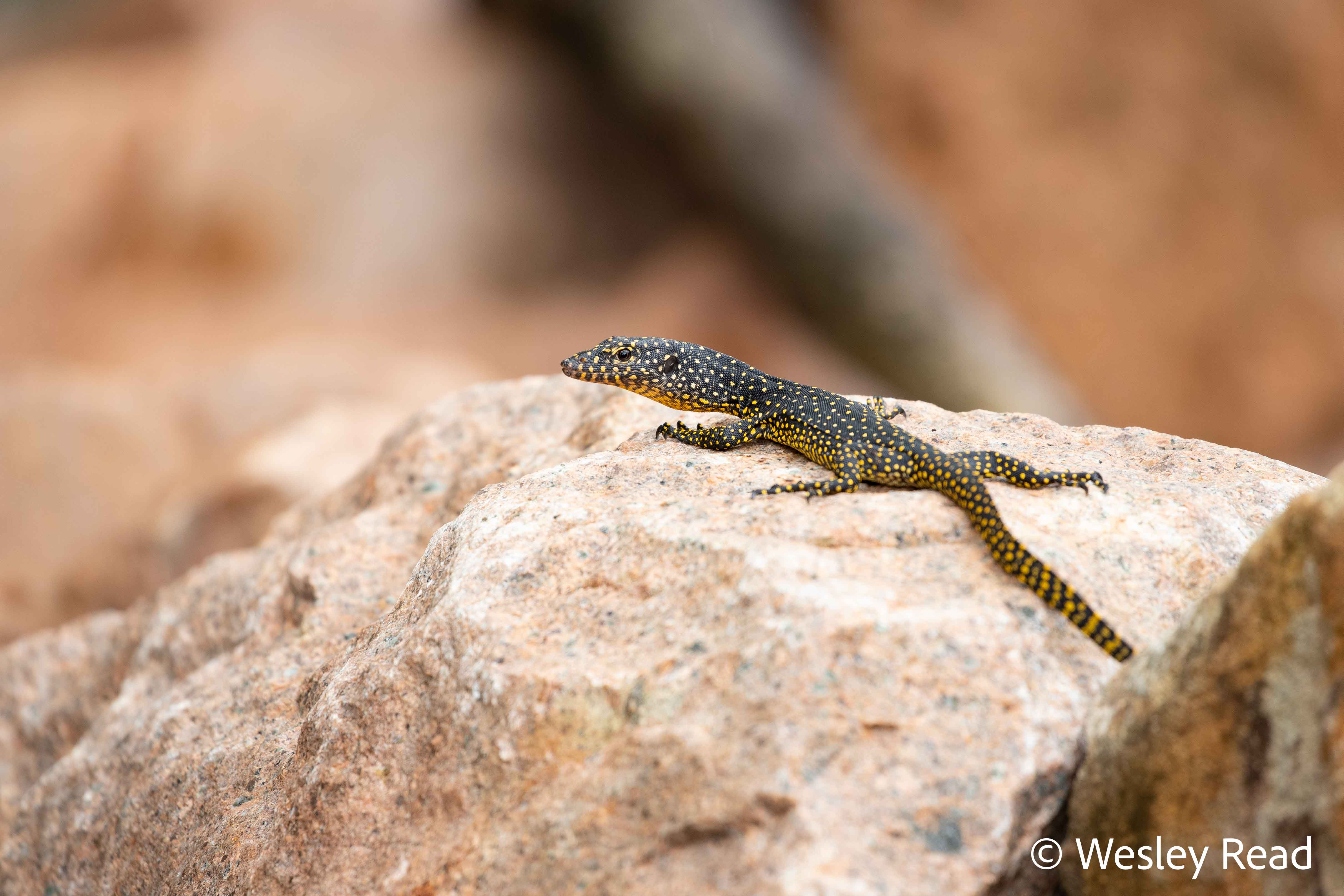 Varanus indicus