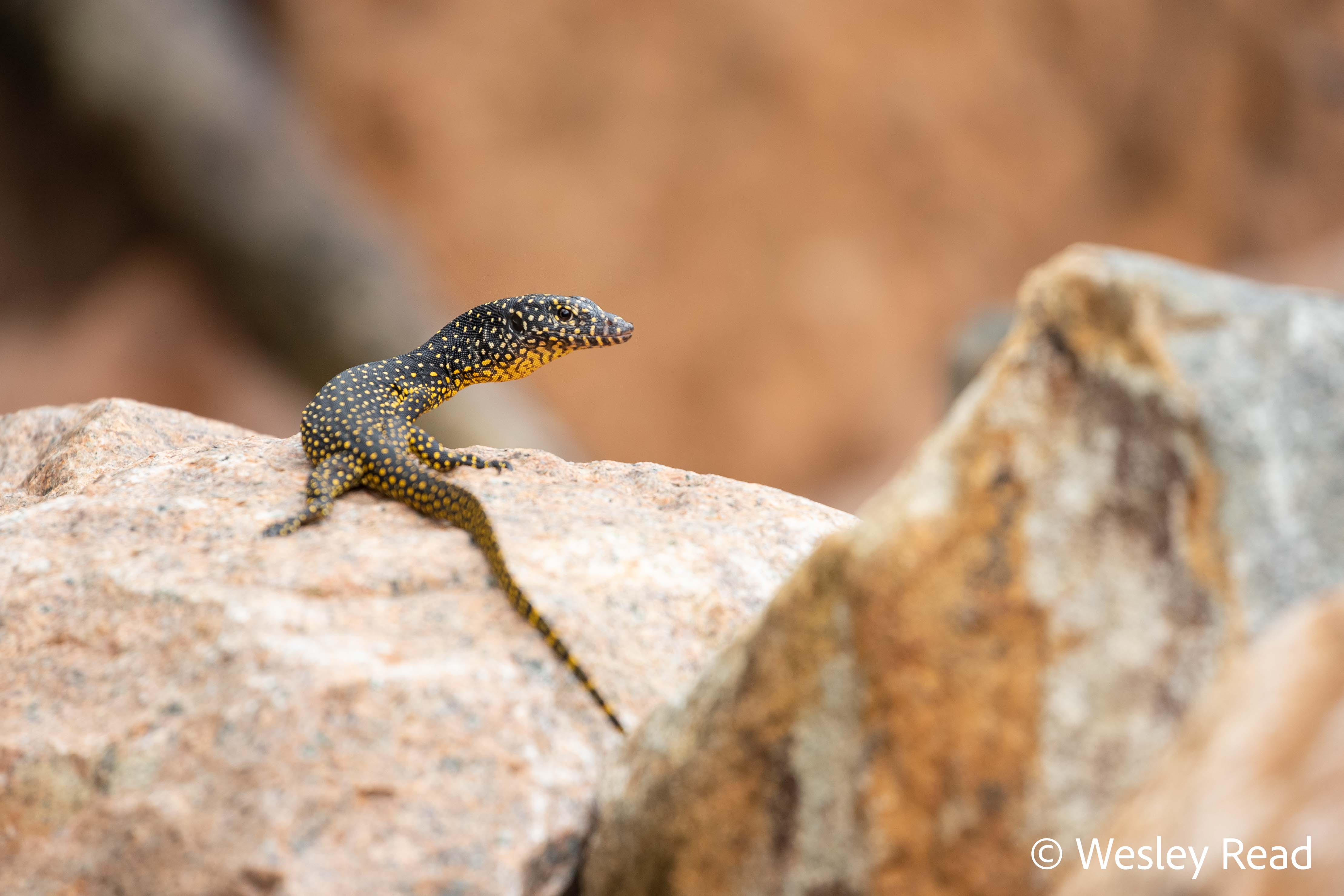 Varanus indicus