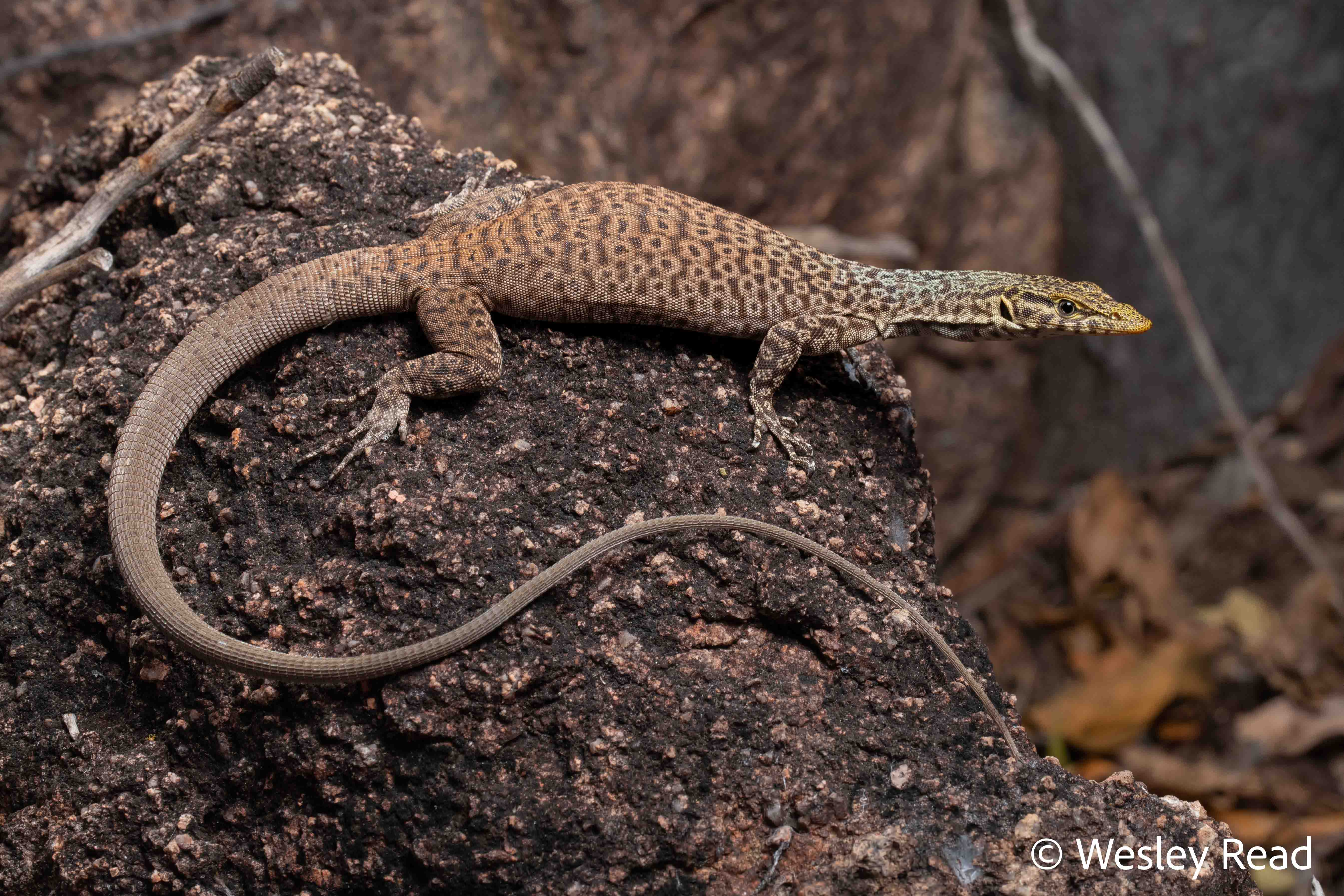 Varanus iridis