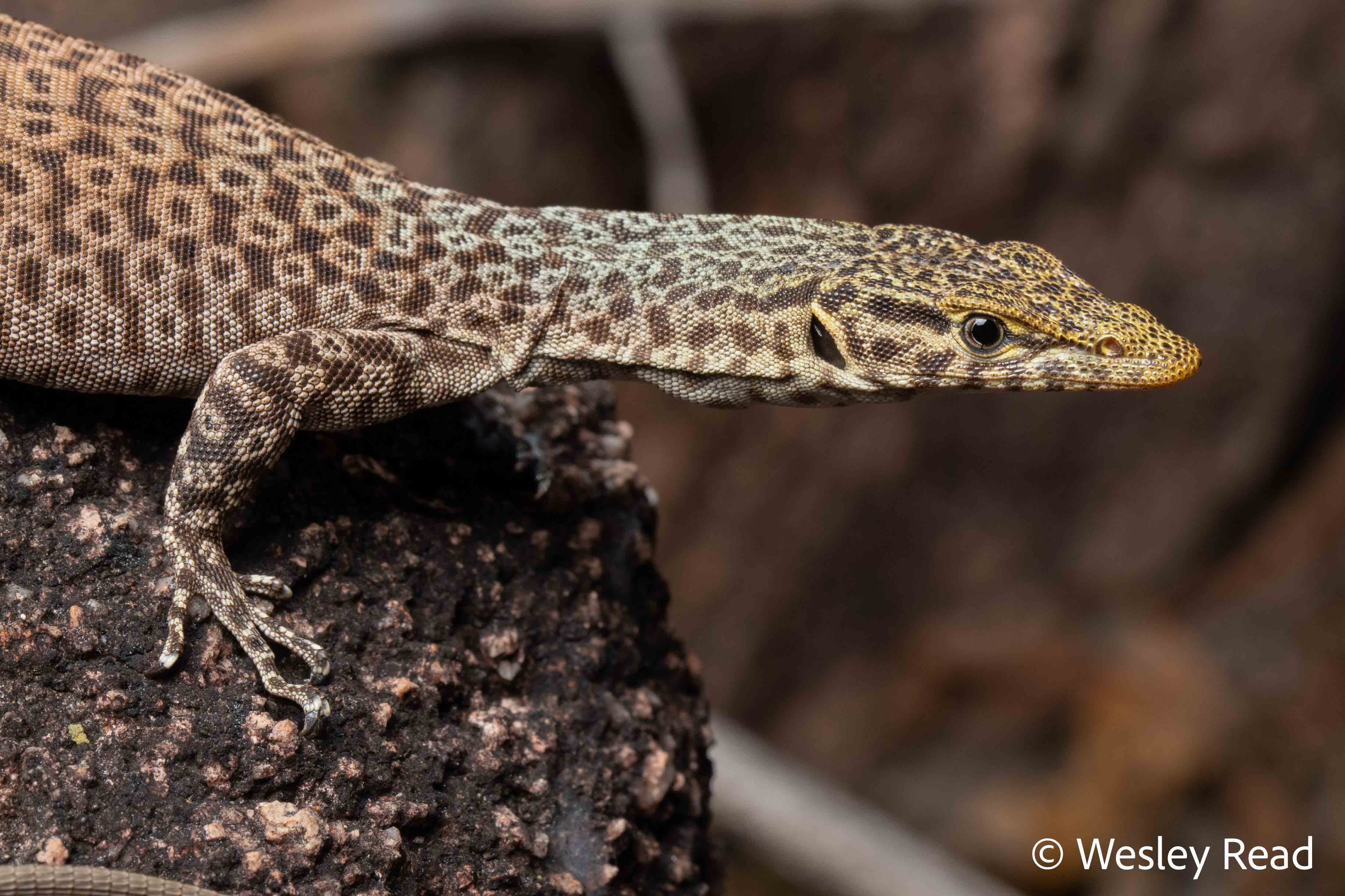Varanus iridis