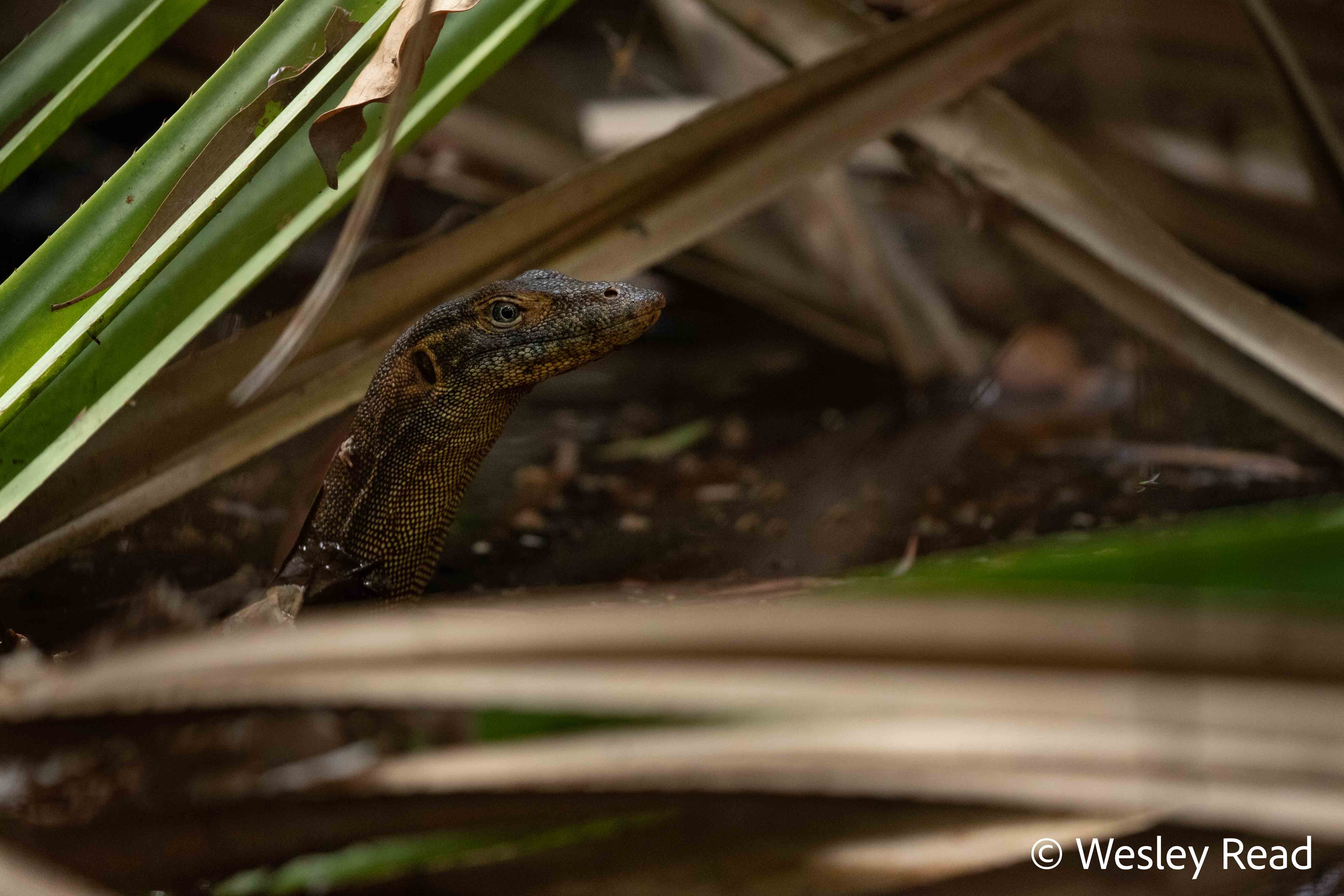 Varanus mertensi