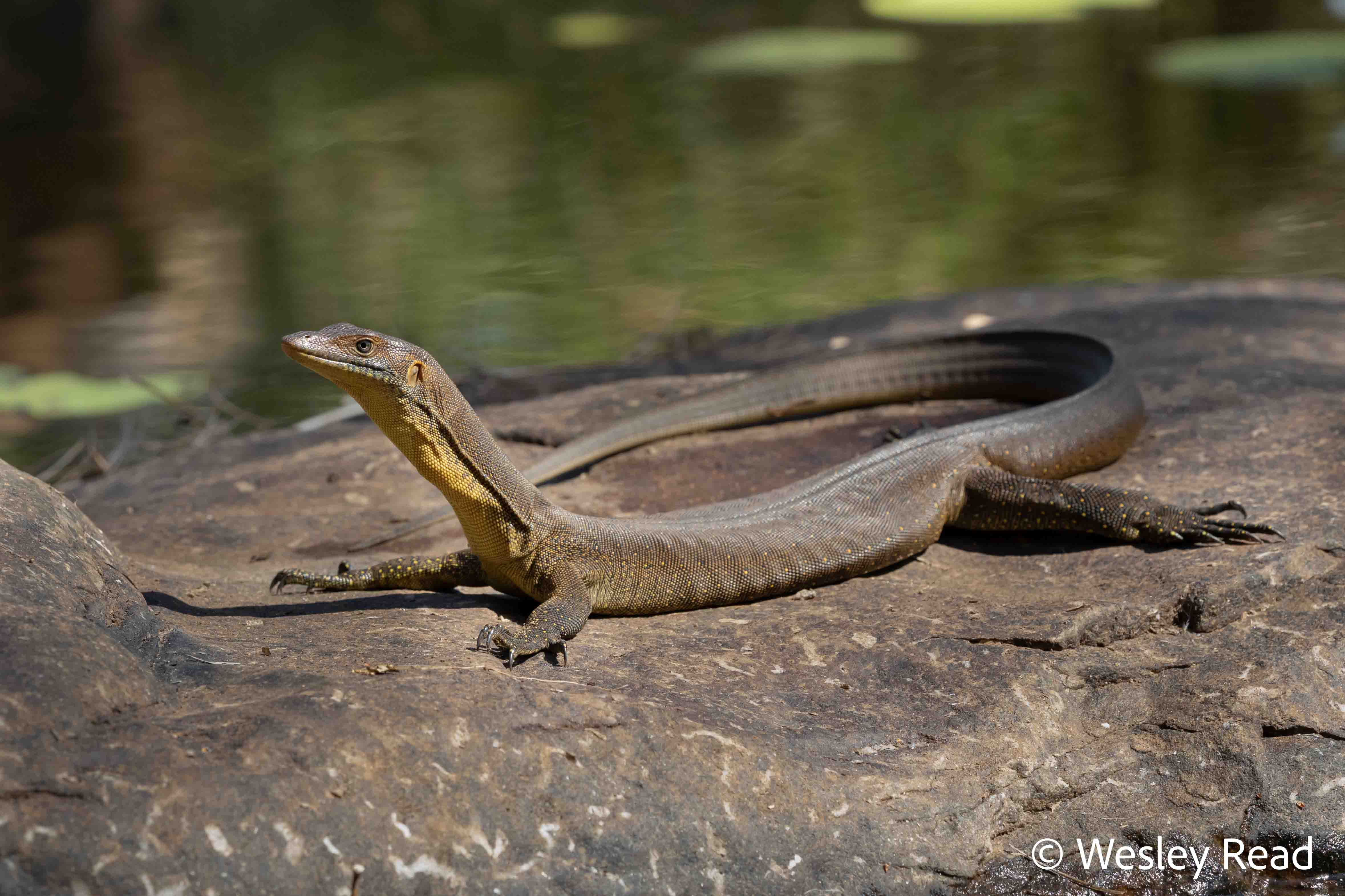 Varanus mertensi