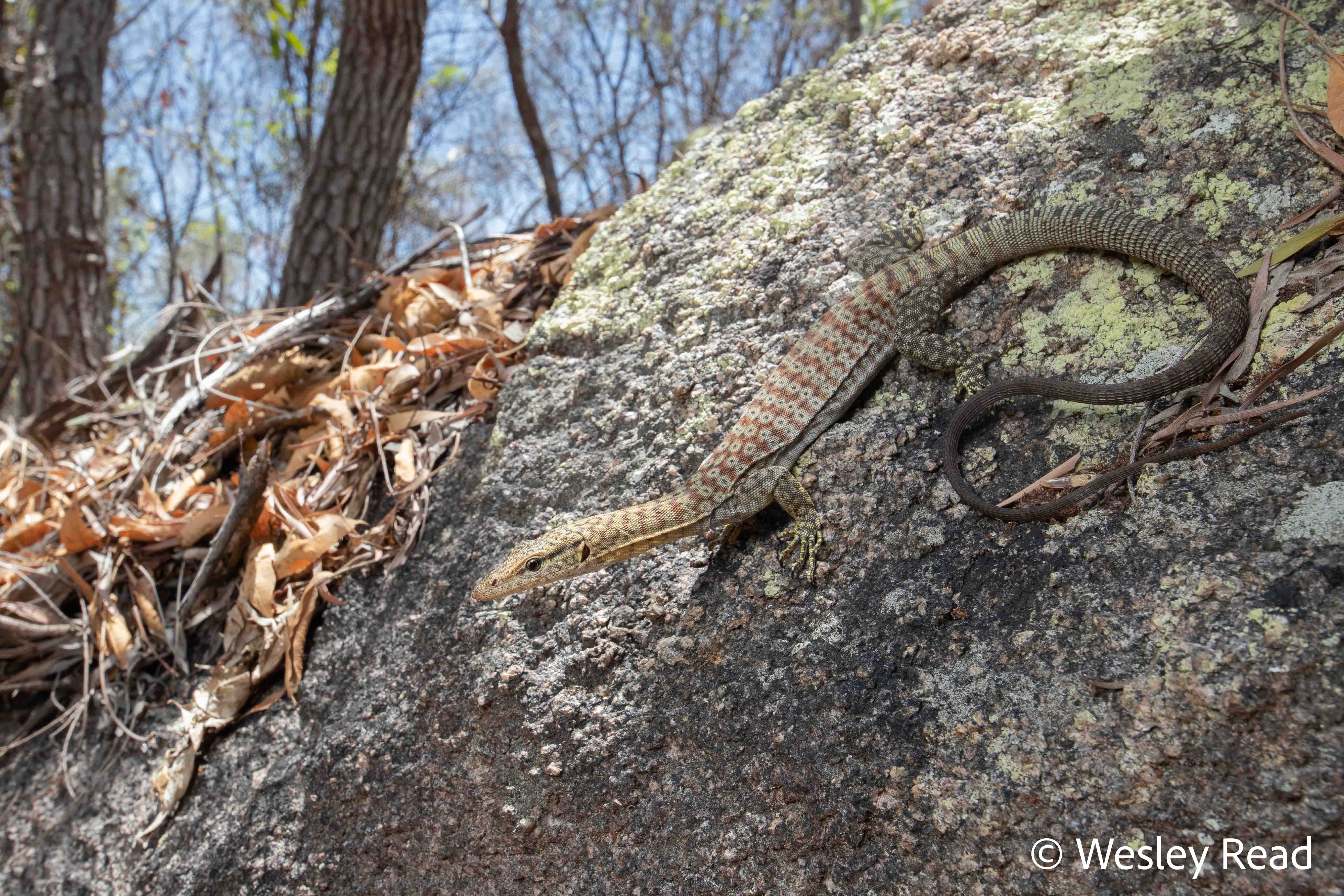 Varanus orientalis