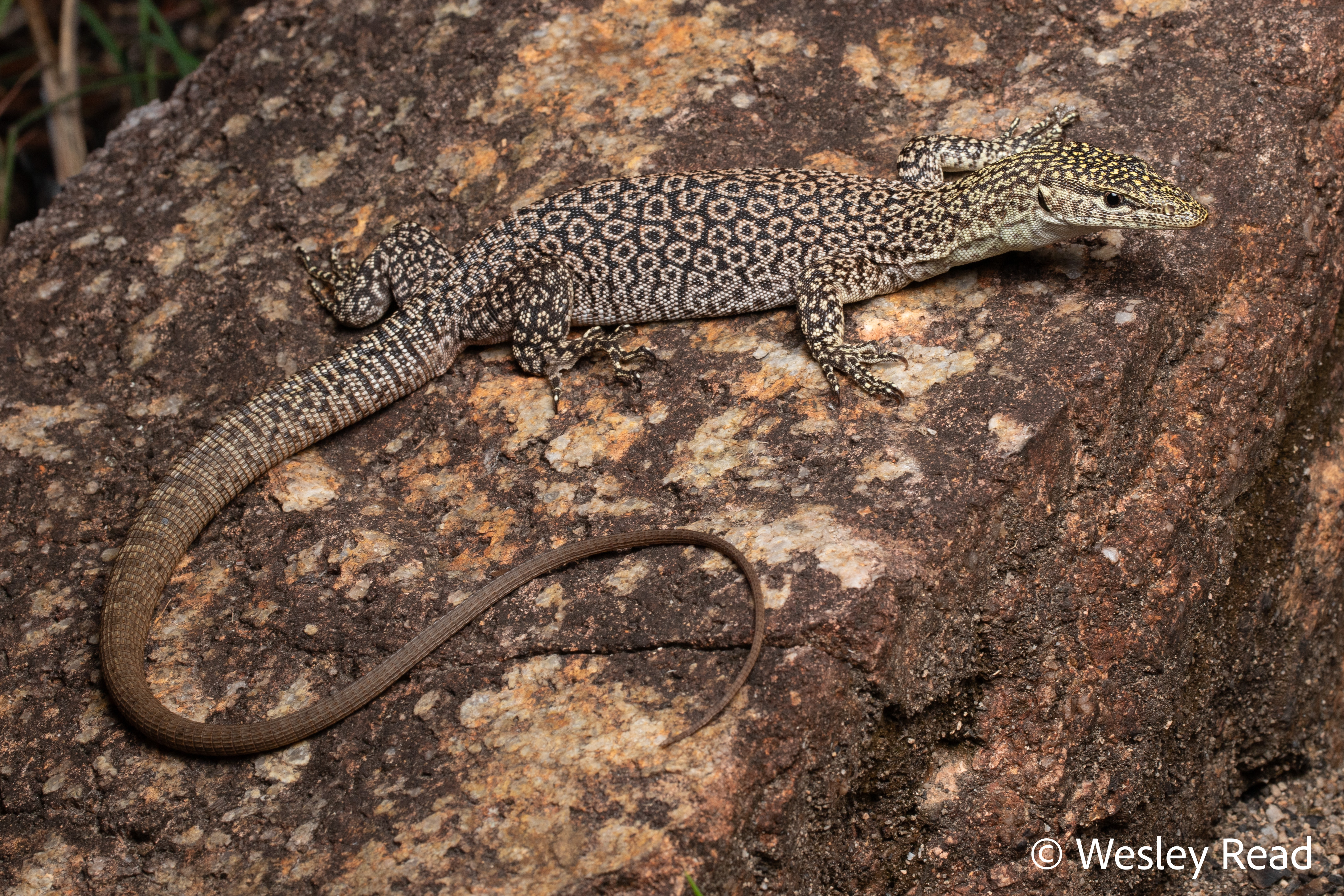 Varanus phosphoros