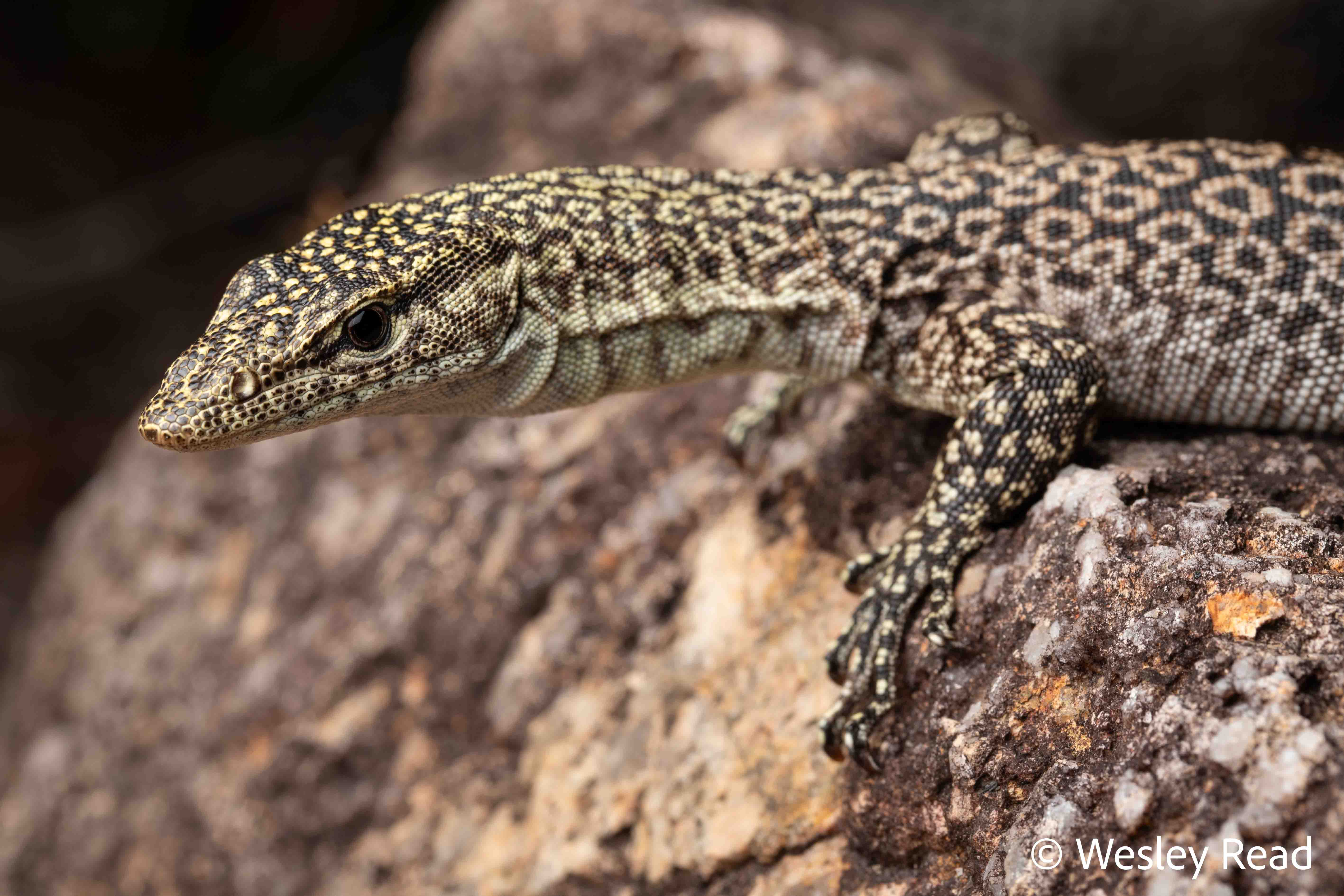 Varanus phosphoros
