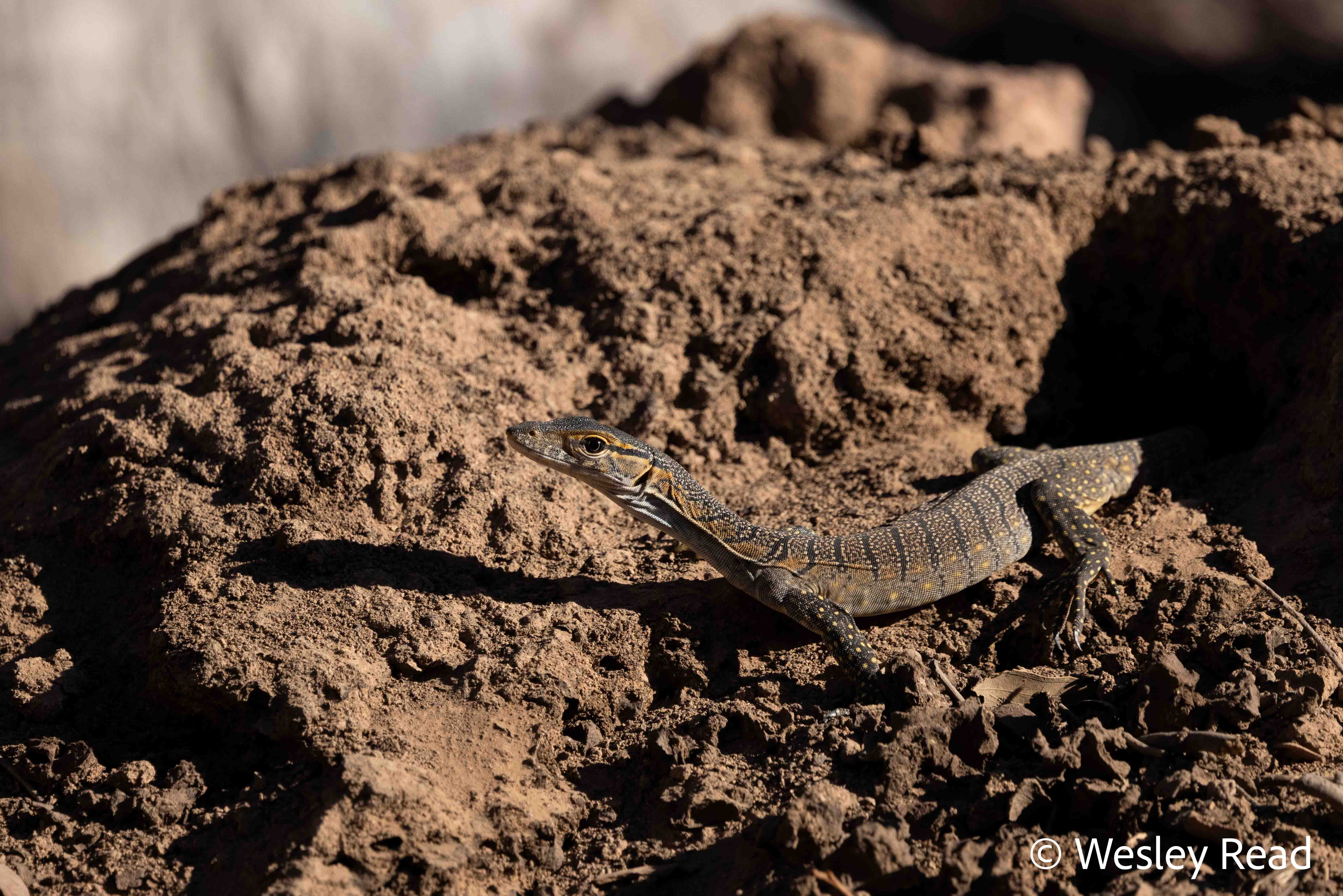 Varanus rosenbergi