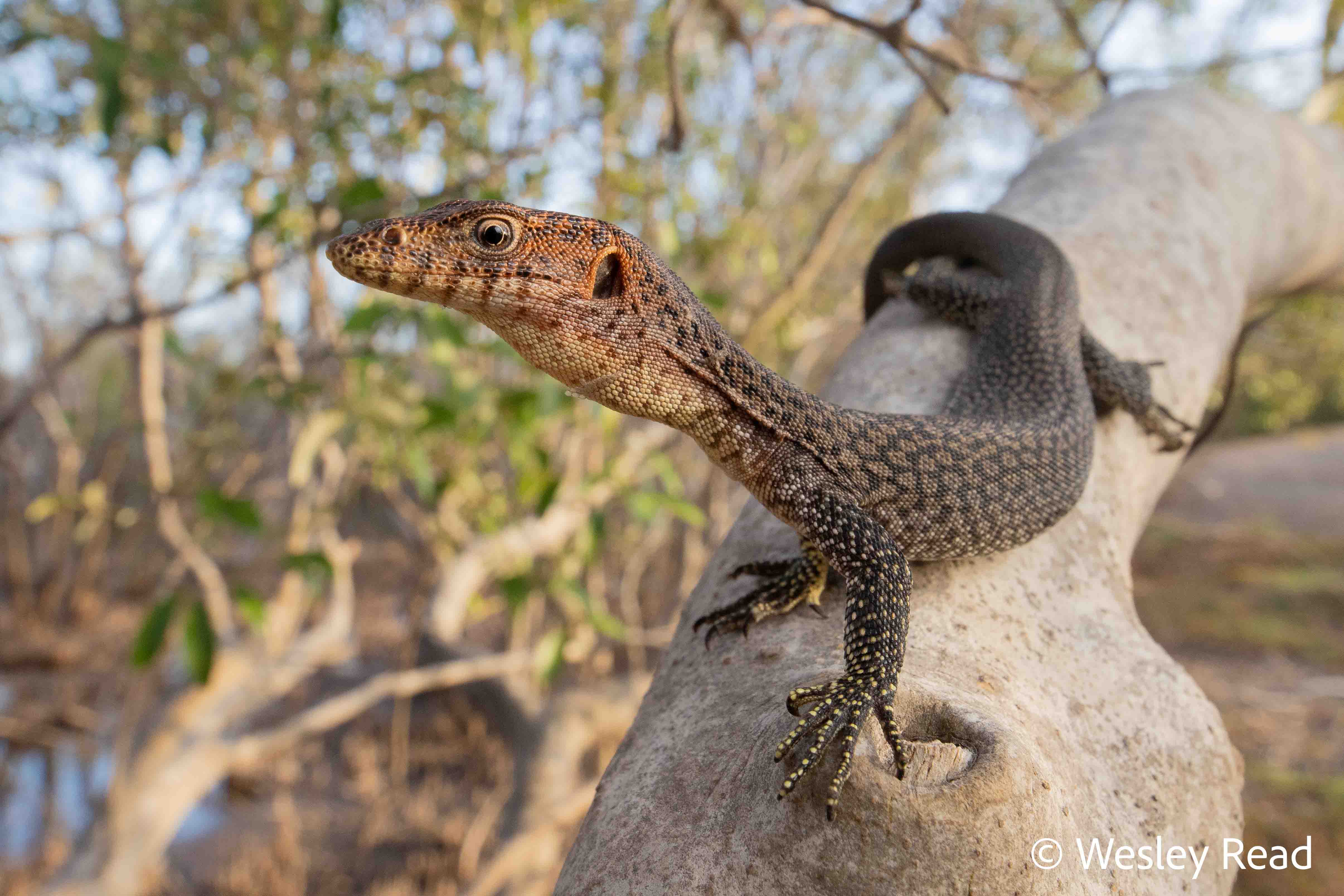 Varanus semiremex