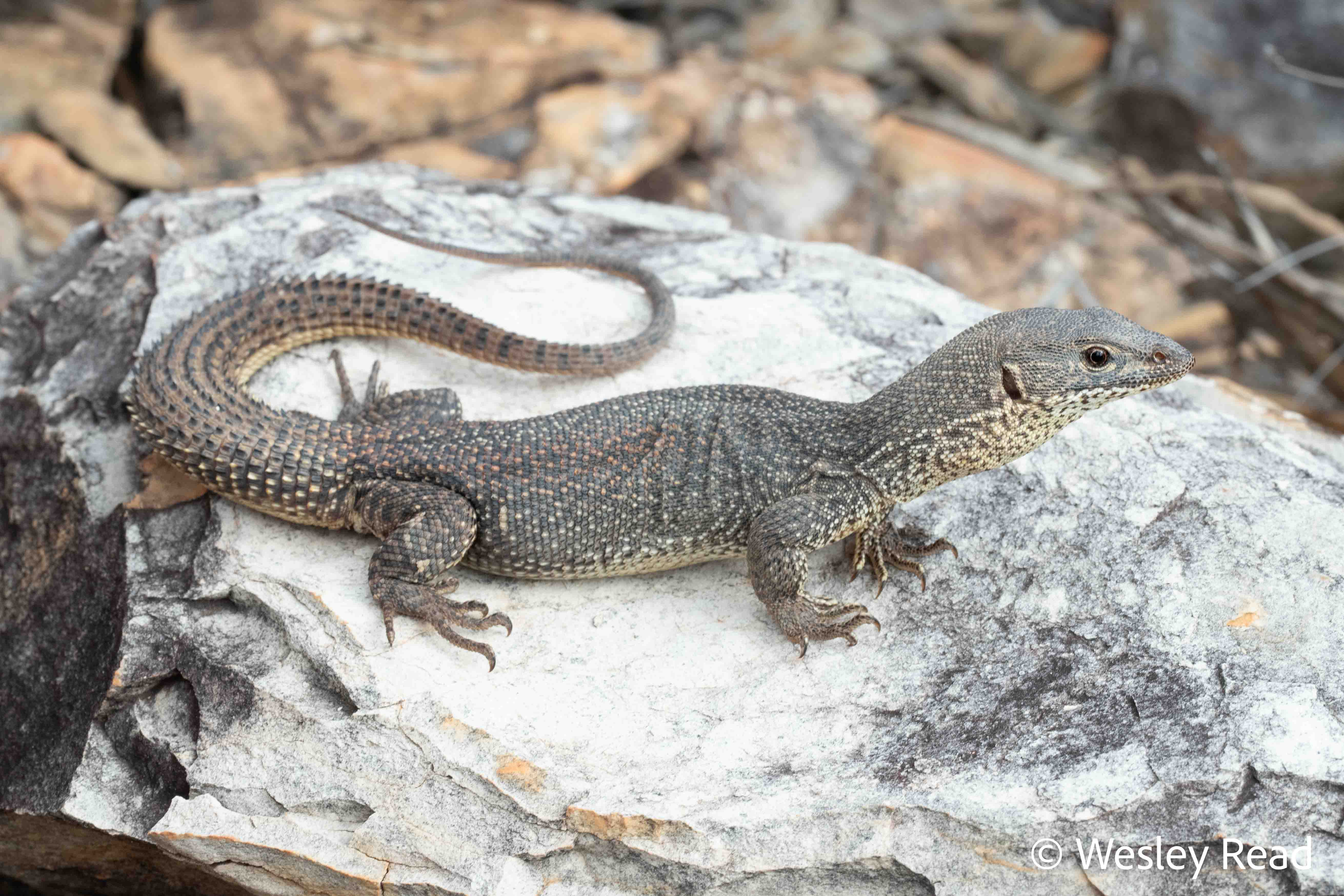 Varanus storri