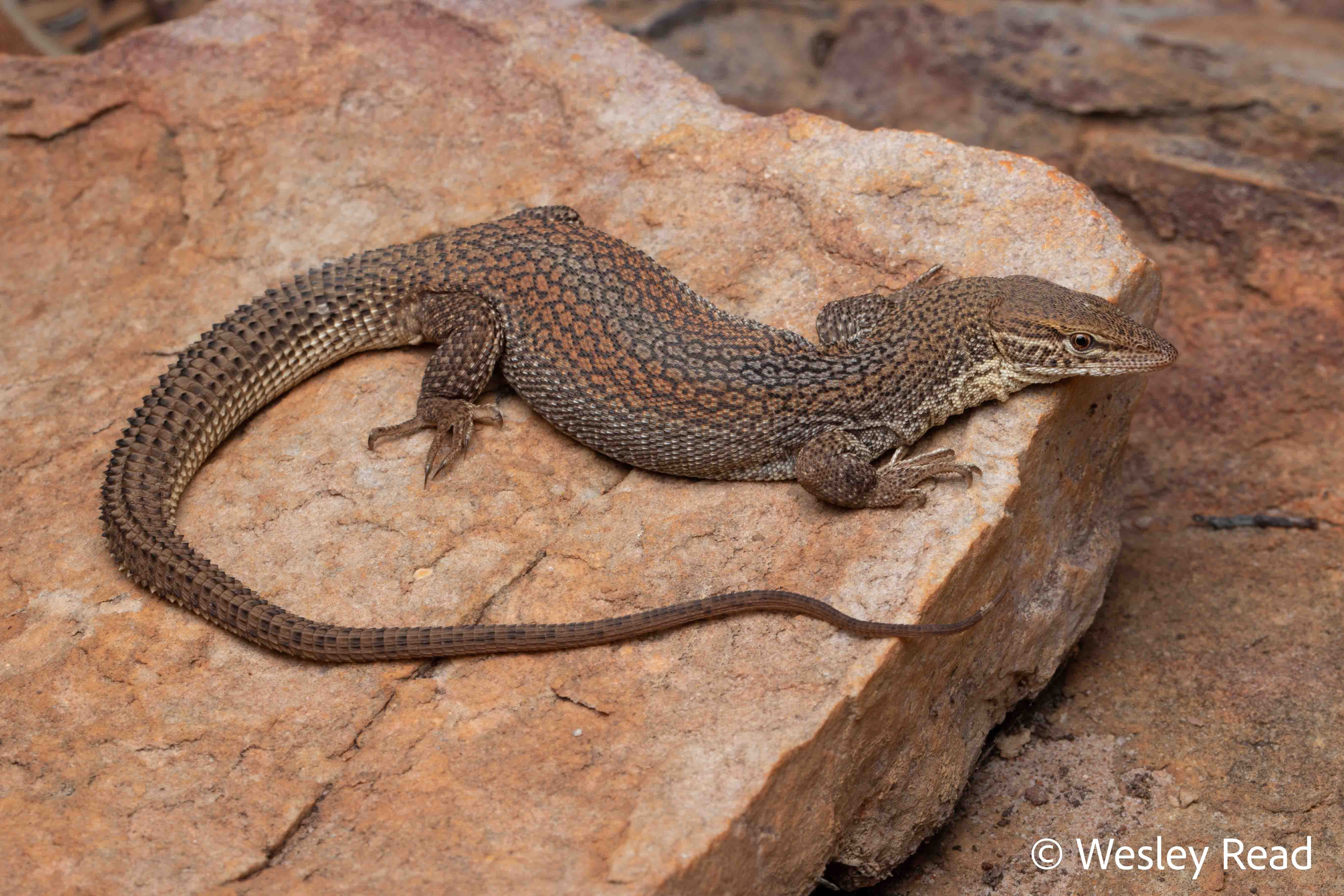 Varanus storri