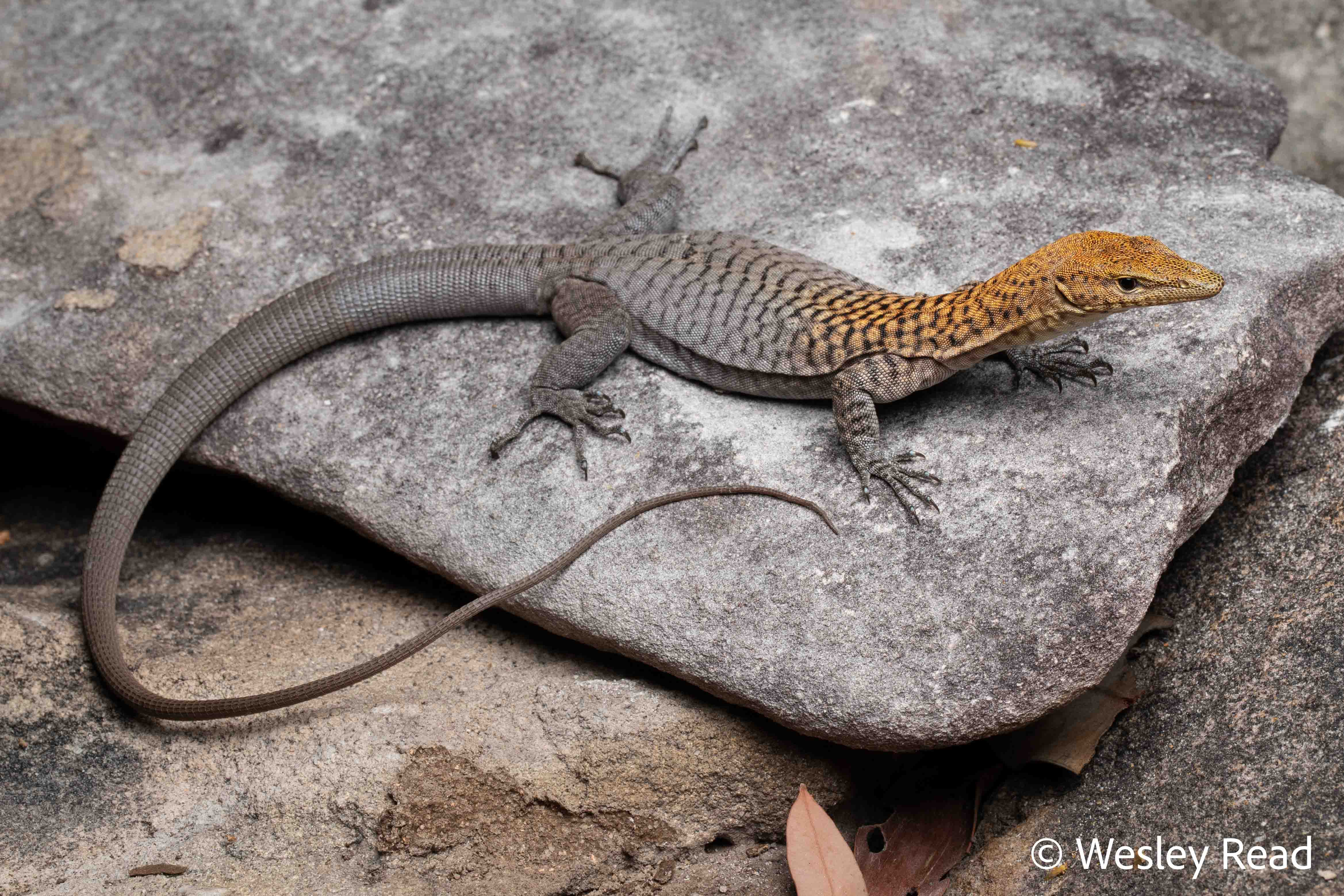 Varanus umbra