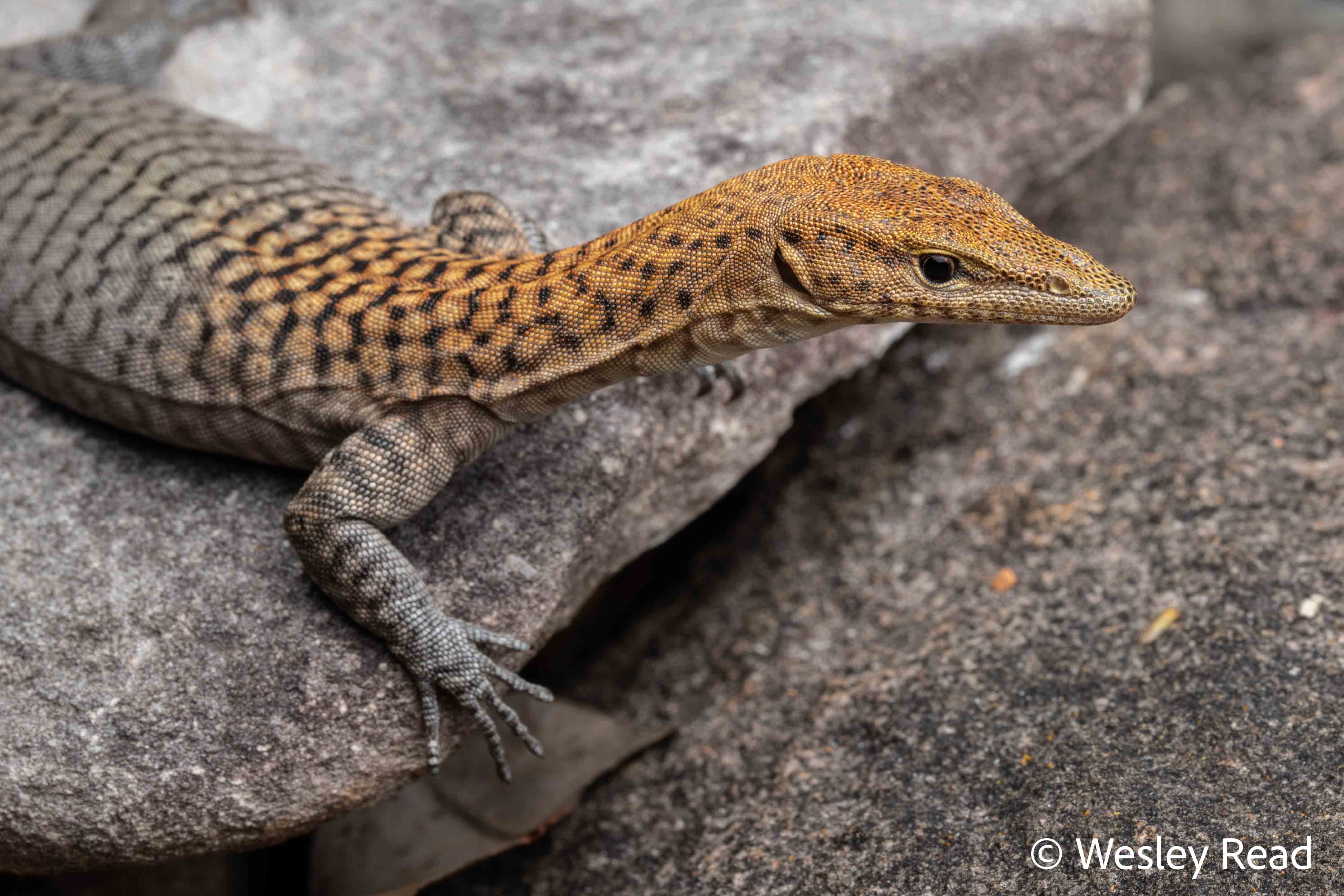 Varanus umbra