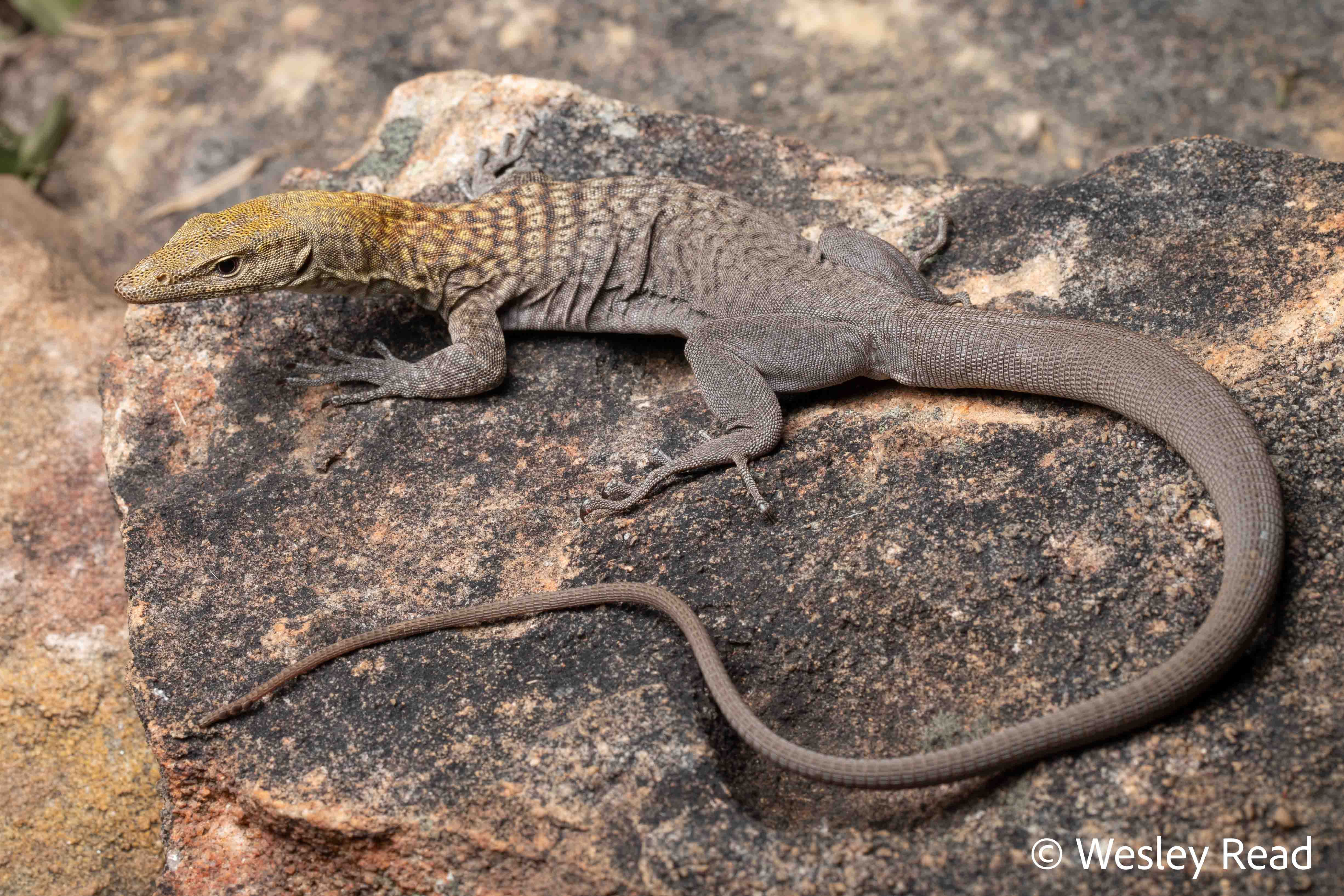 Varanus umbra