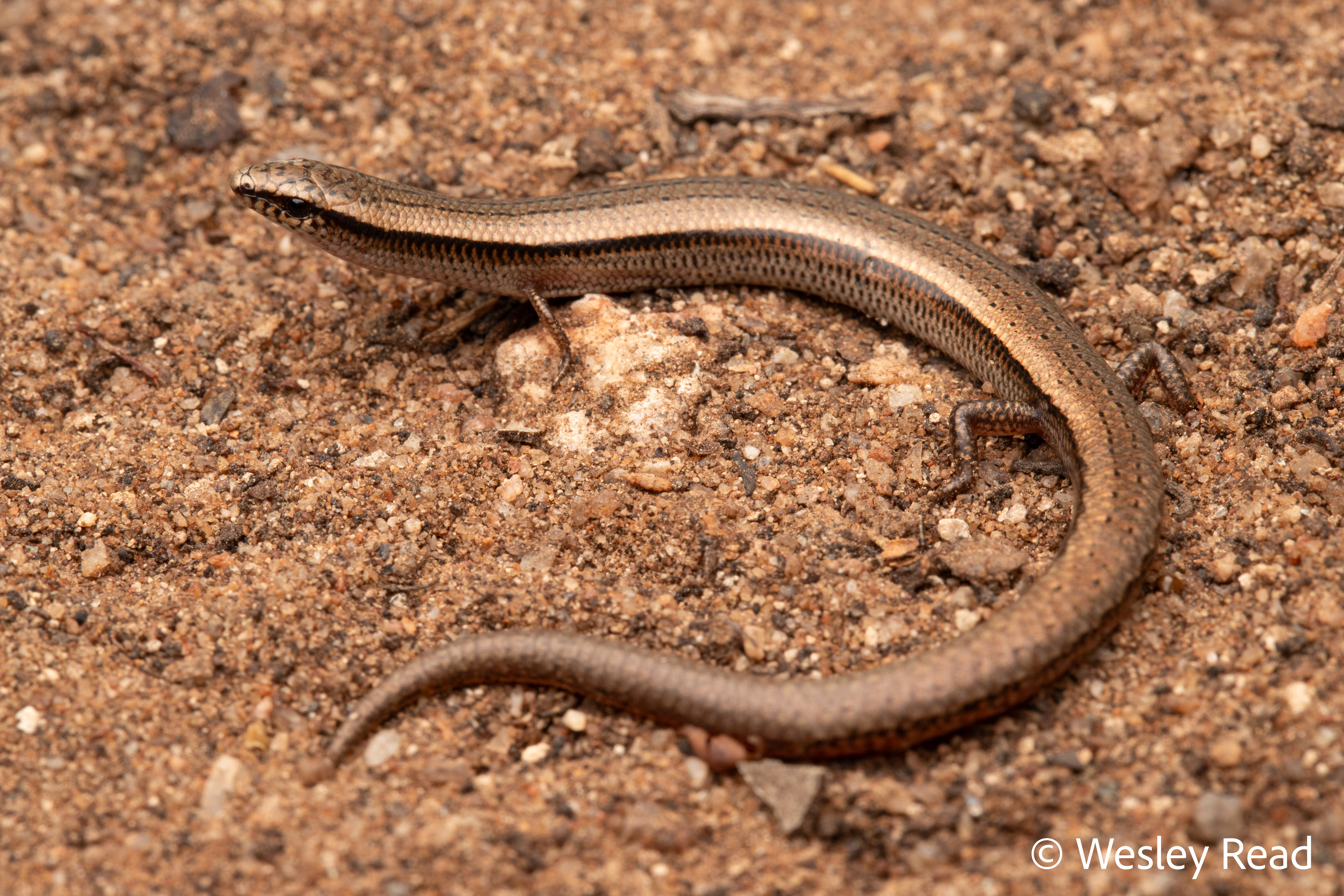 WA Heteronotia sampling (Part 2)