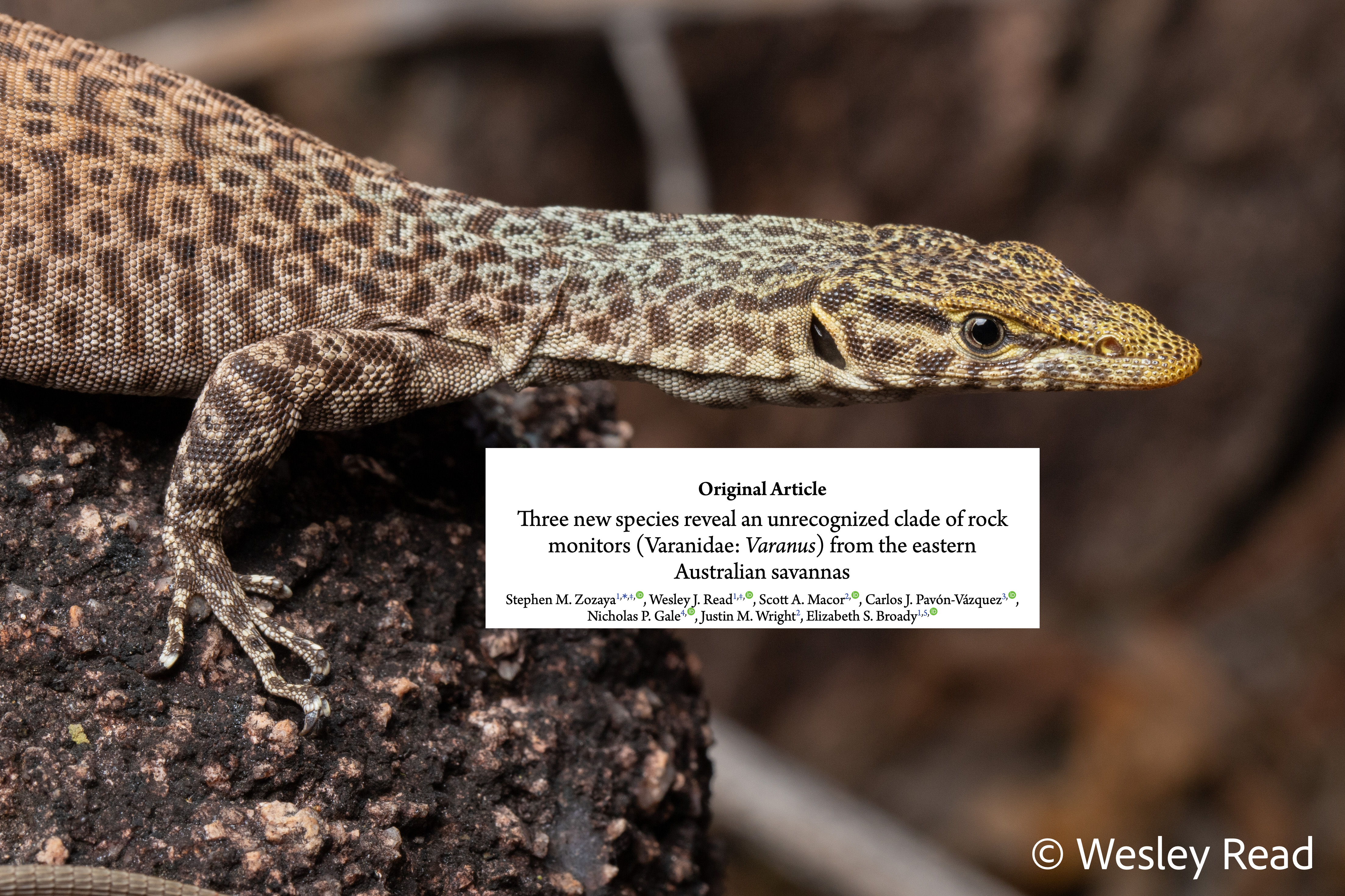 Three new Queensland rock monitors