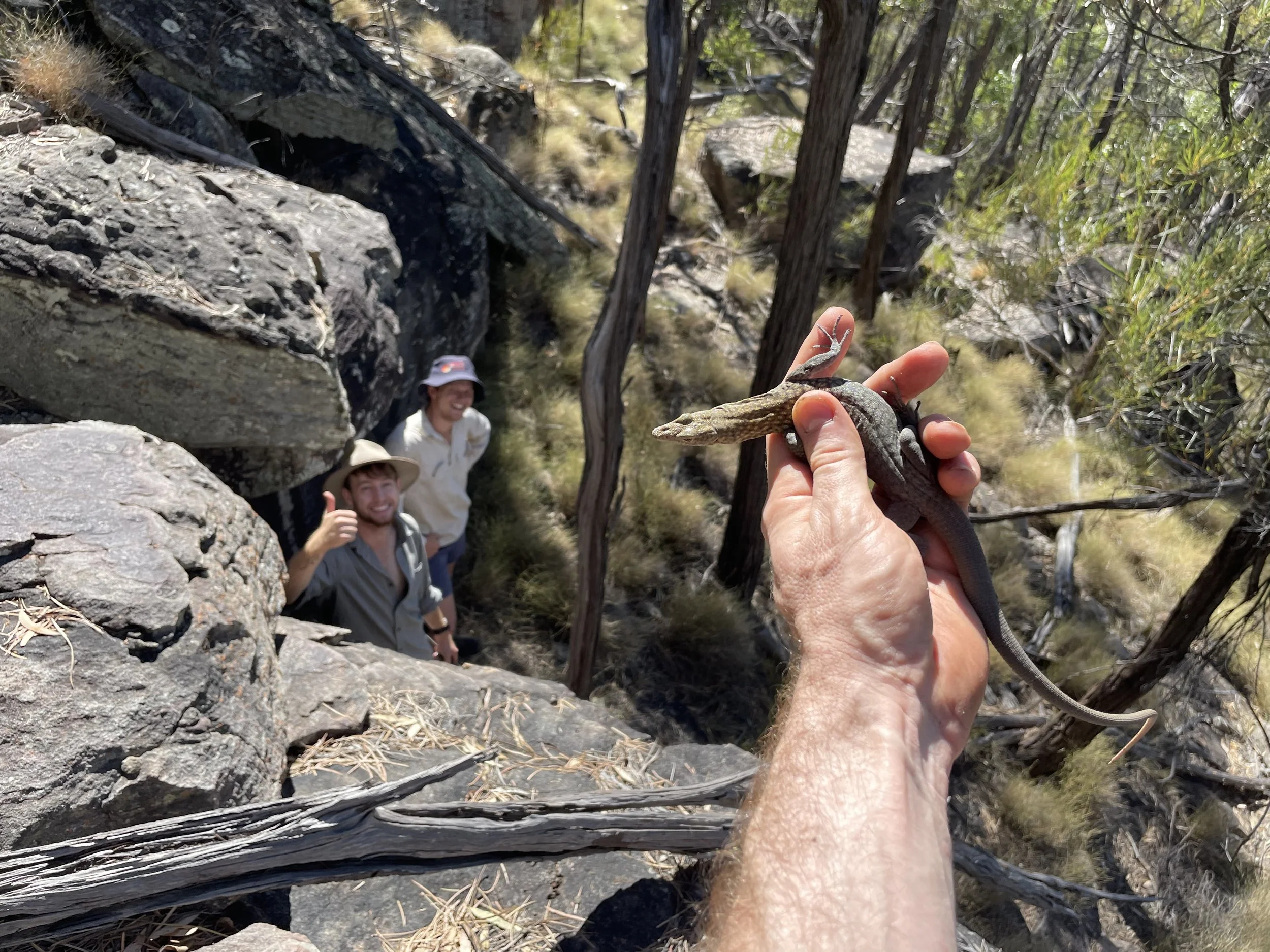 Orange-headed rock monitor sampling