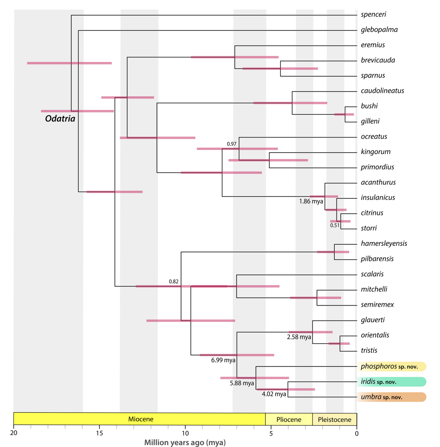 Odatria divergence dating