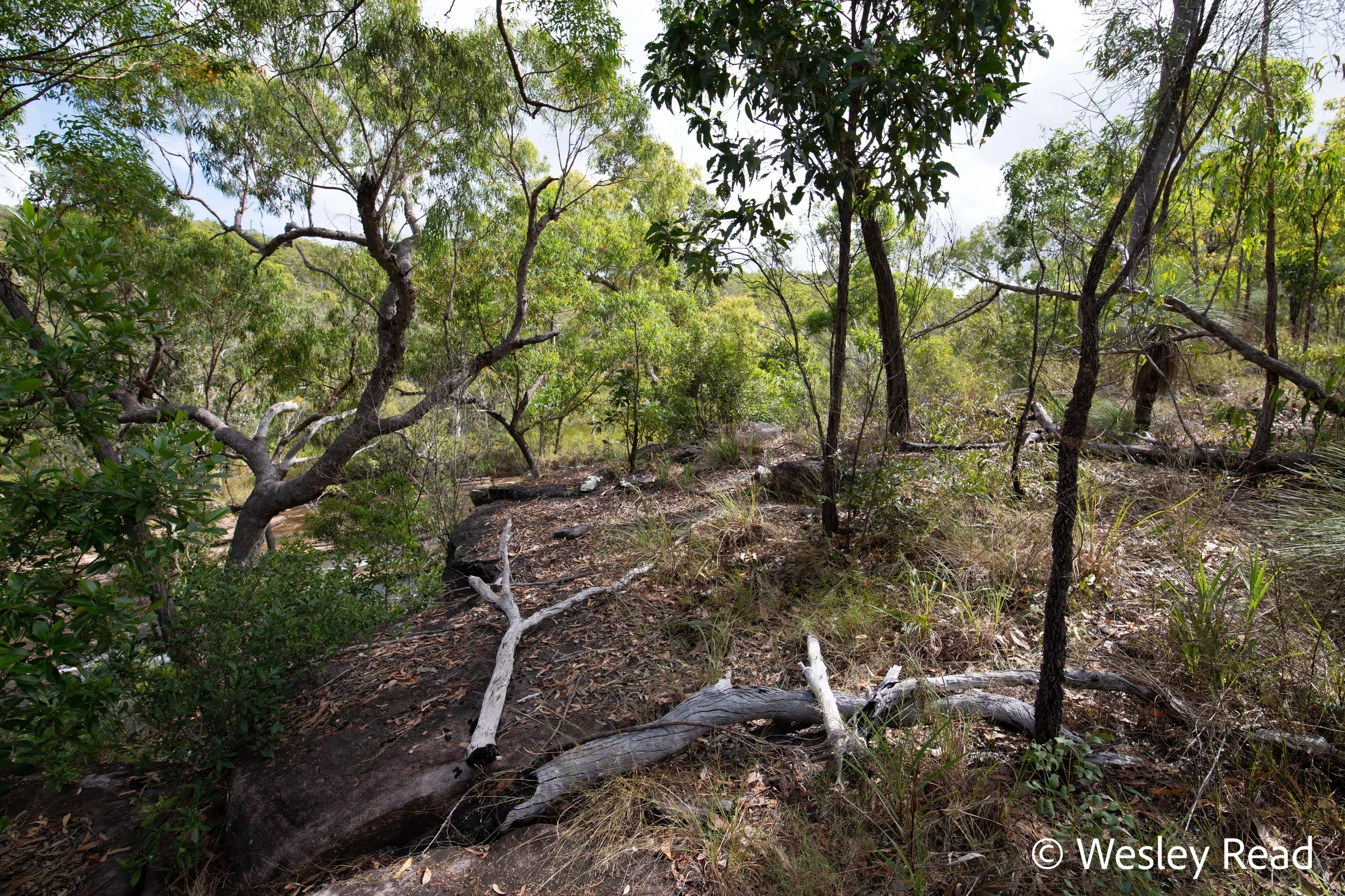 Yellow-headed rock monitor habitat, Cooktown area